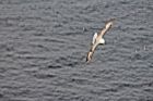 Sumburgh Head