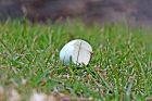 Egg shell