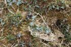 Butterwort, I believe. The white stuff catches insects which the plant then devours.
