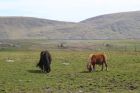 Shetland ponies on East Burra