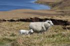 Shetland sheep. I may see a few more.