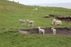 More Shetland sheep