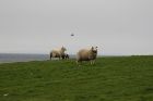 Yet more sheep
