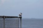 Arctic Tern??