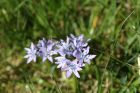 Alpine plant