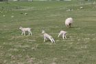 Lots of lambs everywhere. Stennes