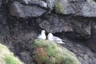 Fulmars on the cliffs