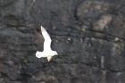 Fulmar