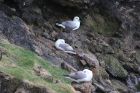 Nesting fulmars