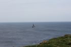 Oyster catchers at Eshaness cliffs