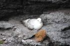 Nesting fulmar, Eshaness