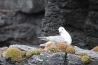 Nesting fulmar, Eshaness