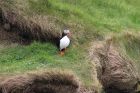 Puffin, Sumburgh Head