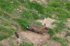 Rabbit, Sumburgh Head