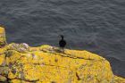 Shag (?), Sumburgh Head