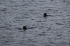 Just two of the many seals of Shetland