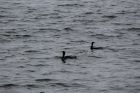 Guillemots