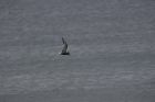 Arctic Tern