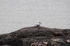 Arctic Tern