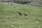 Bonxies starting to nest, Sand of Tresta