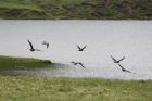 Bonxies starting to nest, Papil Water, Sand of Tresta