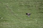 Great Skua (Bonxie) practising a low level attack